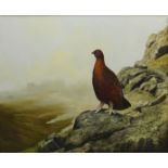 Berrisford Hill (British 1930-): Red Grouse on a Cragside, oil on canvas signed 49cm x 60cm DDS -