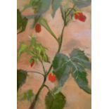 Christopher John Assheton-Stones (British 1947-1999): Still Life of a Growing Plant, pastel unsigned