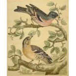 Sydenham (Syd) Teast Edwards (British 1768-1819): Study of Birds, ornithological watercolour signed