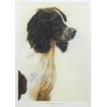 Nigel Hemming (British 1957-): 'Liver & White English Springer Spaniel', limited edition colour prin