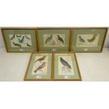 Ornithological Studies, five hand-coloured engravings c.1856 from Oliver Goldsmith's 'A History of t