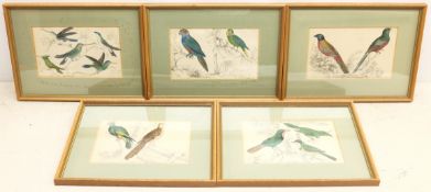 Ornithological Studies, set five hand-coloured engravings c.1856 from Oliver Goldsmith's 'A History