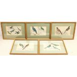 Ornithological Studies, set five hand-coloured engravings c.1856 from Oliver Goldsmith's 'A History