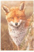 Robert E Fuller (British 1972-): 'Fox at Dawn', limited edition colour print signed and numbered 503