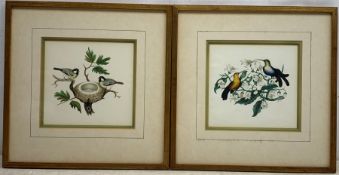 T Howitt junr. & A.J. (Early/mid 19th century): Ornithological Studies, matched pair watercolours b