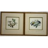 T Howitt junr. & A.J. (Early/mid 19th century): Ornithological Studies, matched pair watercolours b