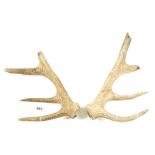 A pair of small deer antlers, some damage G