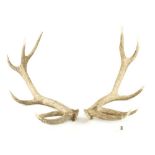 A pair of six point deer antlers (one point missing) G