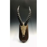 Taxidermy - An early 20th century gazelle skull with horns on shield shape mount, bearing 'Edward