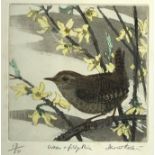David KOSLER (British, 20th Century) 'Wren & Forsynthia' Signed in pencil, inscribed as titled and