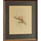Robin ARMSTRONG (British, early 20th Century) Field Mouse Pencil and watercolour on cream paper