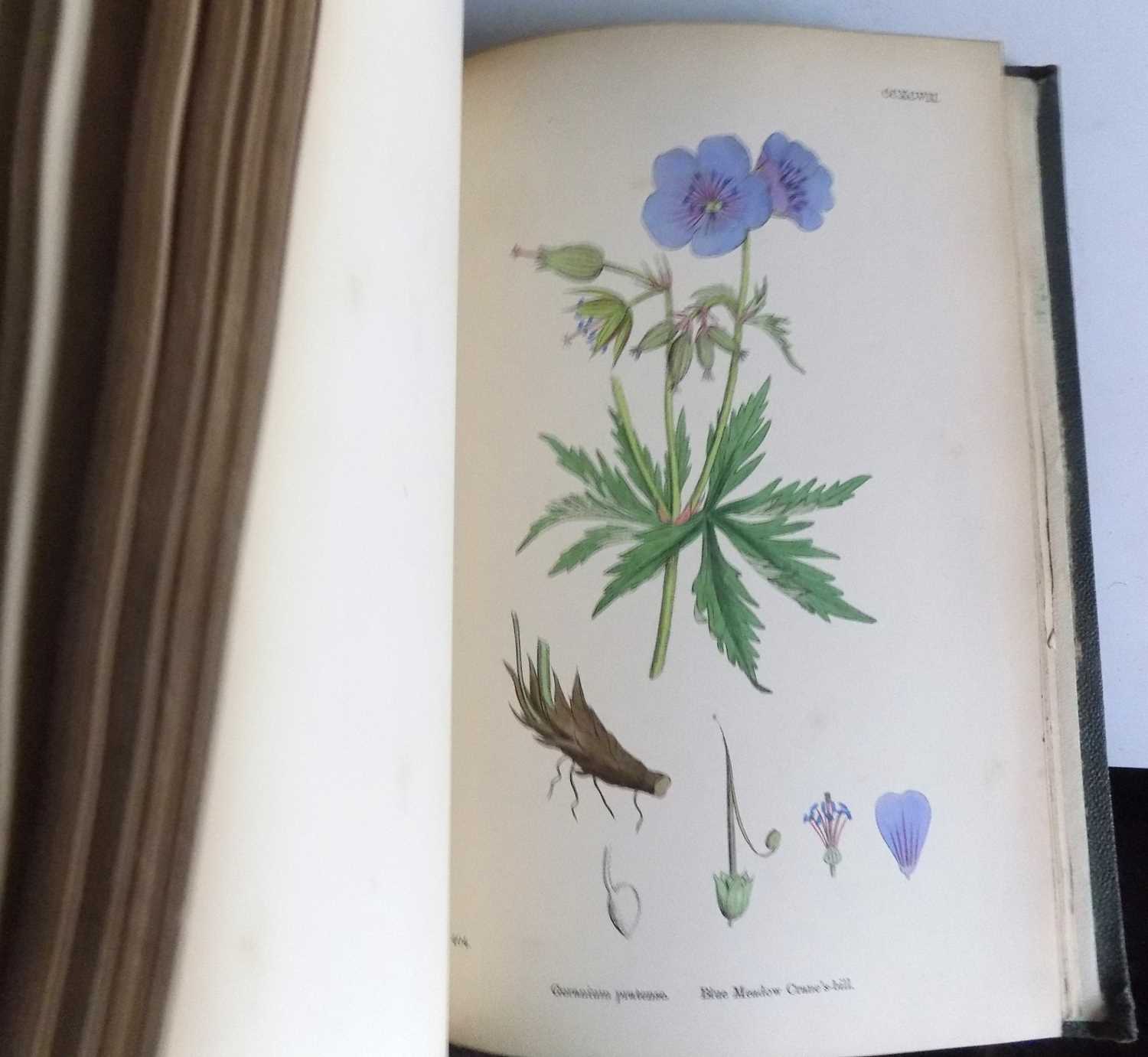 JOHN T. BOSWELL SYME. "English Botany, or, Coloured Figures of British Plants." Eleven Vols - Image 2 of 2