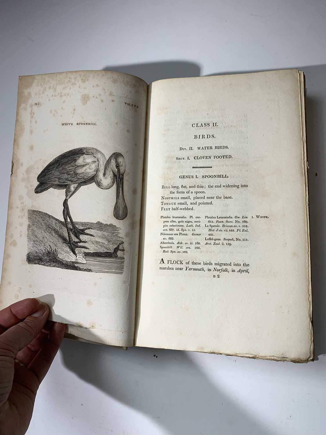 THOMAS PENNANT. "British Zoology." 4 Vols complete, engraved plates comp, 19c buckram, lettering - Image 12 of 19