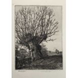 Stanley Roy BADMIN (1906-1989) Old AshCirca 1929EtchingSigned & titled in pencil13.5x10cm From the
