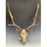 Antlers with scull