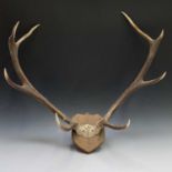 A pair of four pointed Red Deer antlers mounted on an oak shield, maximum diameter 85cm.