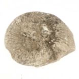 A large ammonite, width 46cm.