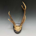 A pair of deer antlers mounted on ebonised plaque, maximum diameter 29cm.