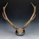 A pair of four pointed Red Deer antlers mounted on an ebonised plaque, maximum diameter 72cm.