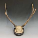 A pair of three pointed Red Deer antlers mounted on an ebonised plaque, maximum diameter 53cm.