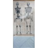A 1960s Adam Rouilly Colombo Series C.V.1. skeleton chart. 152 x 101cm (209 x 124.5cm overall).