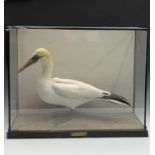 An early 20th century taxidermy study of a gannet, the case bearing presentation plaque inscribed '