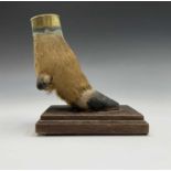 Taxidermy - A brass mounted deer foot, inscribed 'QUANTOCK STAGHOUNDS' and dated 29.9.1938, on