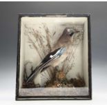 Taxidermy - A Victorian display, a jay on a branch amongst foliage, cased. Height 35.5cm, width
