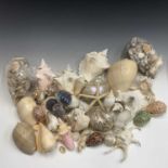 Conchology - a large collection of assorted shells, the largest 23cm long.