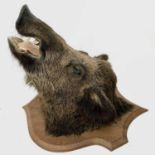Taxidermy - A wild boar's head on shield shape mount. Height 69cm.Condition report: Indistinct stamp