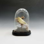 Taxidermy - A Victorian display, a yellow canary perched on a branch amongst foliage, under a
