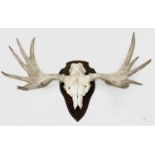 A Set of Swedish moose antlers on shaped mount, width 105cm.