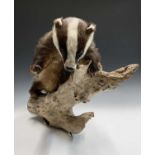 A taxidermy study of a badger on a log. Overall height 47cm and width 54cm.