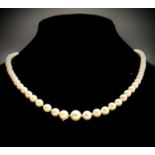 A graduated pearl necklace the largest 6.7mm 14ct white gold Mikimoto clasp12.9g.Condition report: