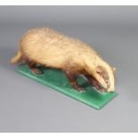 A stuffed and mounted badger 30cm h x 91cm w x 20cm d There is some deterioration to the left leg
