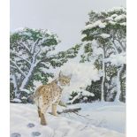 Richard W Orr, gouache signed, study of a Lynx in a snowy landscape 64cm x 53cm