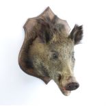 A stuffed and mounted boar's head on an oak shield