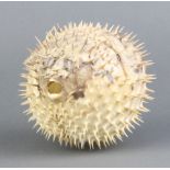 A puffer fish 9cm