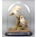 Two Victorian stuffed and mounted barn owls contained in a naturalistic surrounding, contained under