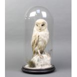 A Victorian stuffed and mounted white owl contained under a dome 47cm h x 20cm