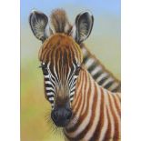 Richard W Orr, acrylic signed, study of a baby zebra 32cm x 23cm