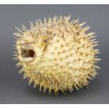 A puffer fish 17cm x 12cm