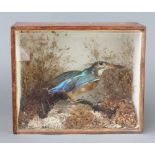 A Victorian stuffed and mounted kingfisher contained in an unlabelled pine cabinet 19cm x 23cm x
