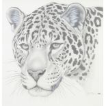 Richard Orr, pencil and wash signed, study of a jaguar, 30cm x 30cm