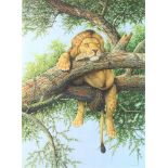 Richard Orr, print, study of a lion in a tree no.1/1, signed in pencil 39cm x 29cm