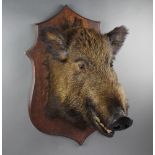 A stuffed and mounted wild boar's head on an oak shield 49cm