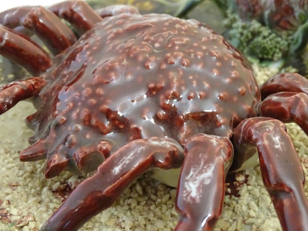 A 20th Portuguese Palissy style majolica dish / plate with an applied model of a crab on a bed of - Image 2 of 5