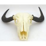 Taxidermy: a skull mount of an Asian Water Buffalo (Bubalus Arnee), 30" long, 23" wide.