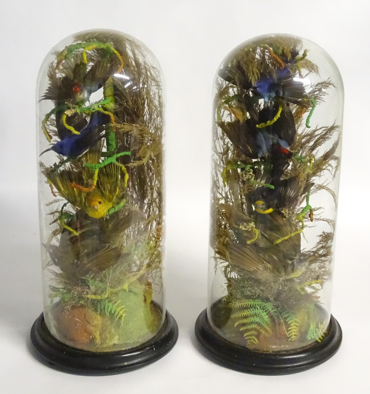 Taxidermy: a pair of 19thC circular diorama mounts of hummingbirds,