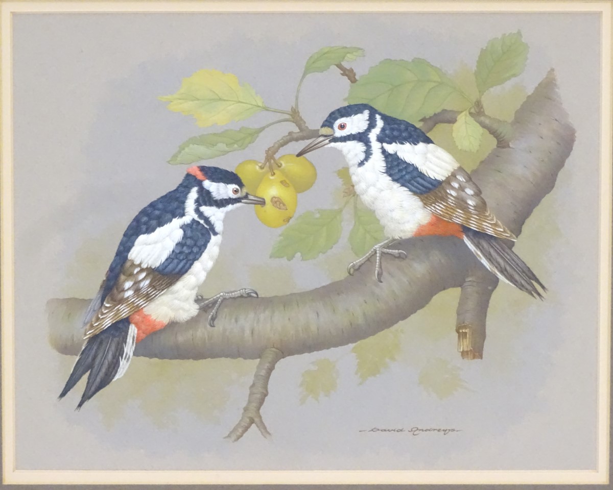 David Andrews, XX, Ornithological School, Watercolour, Great-Spotted Woodpeckers, - Image 3 of 4